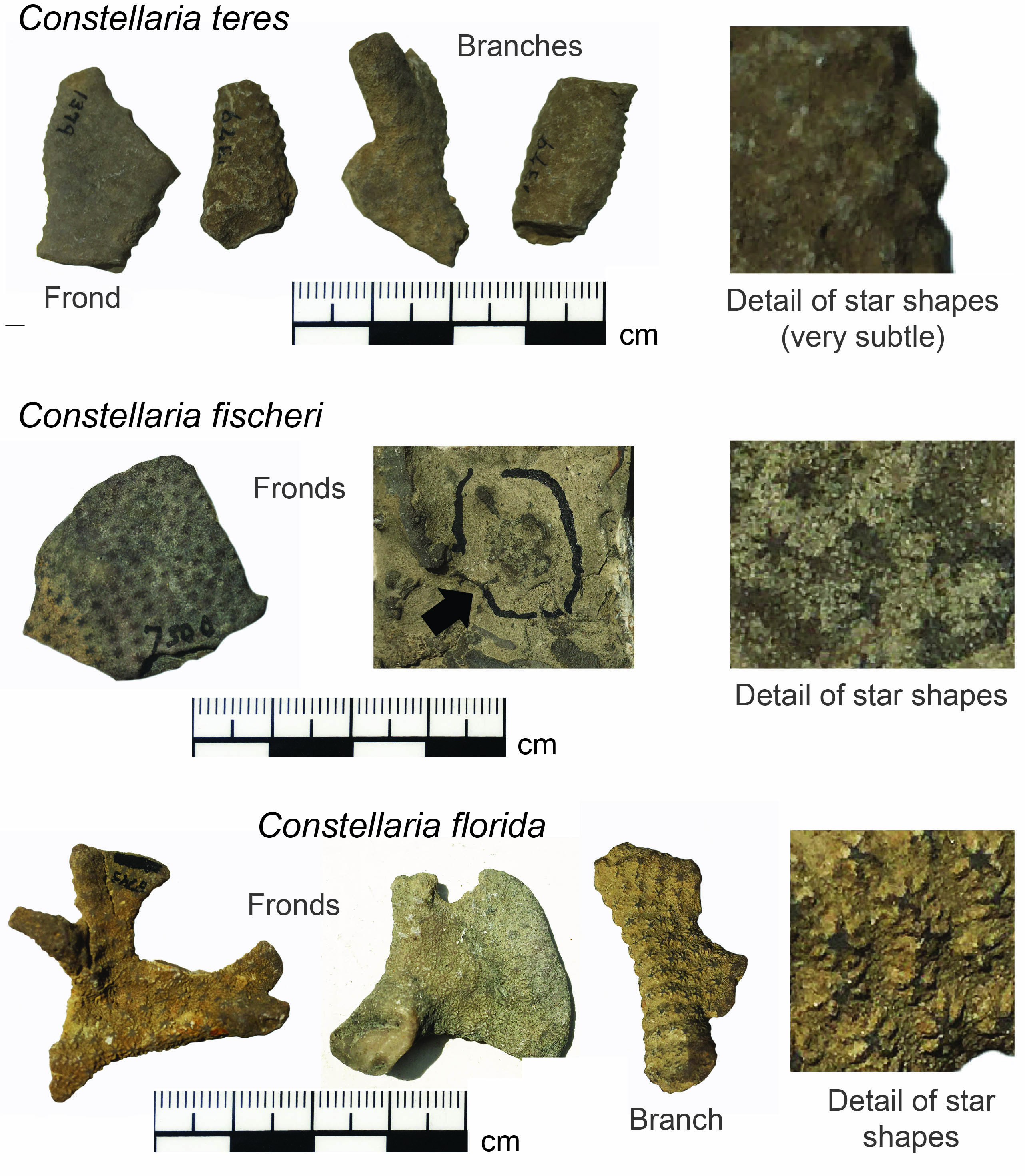 Images of various Constellaria species
